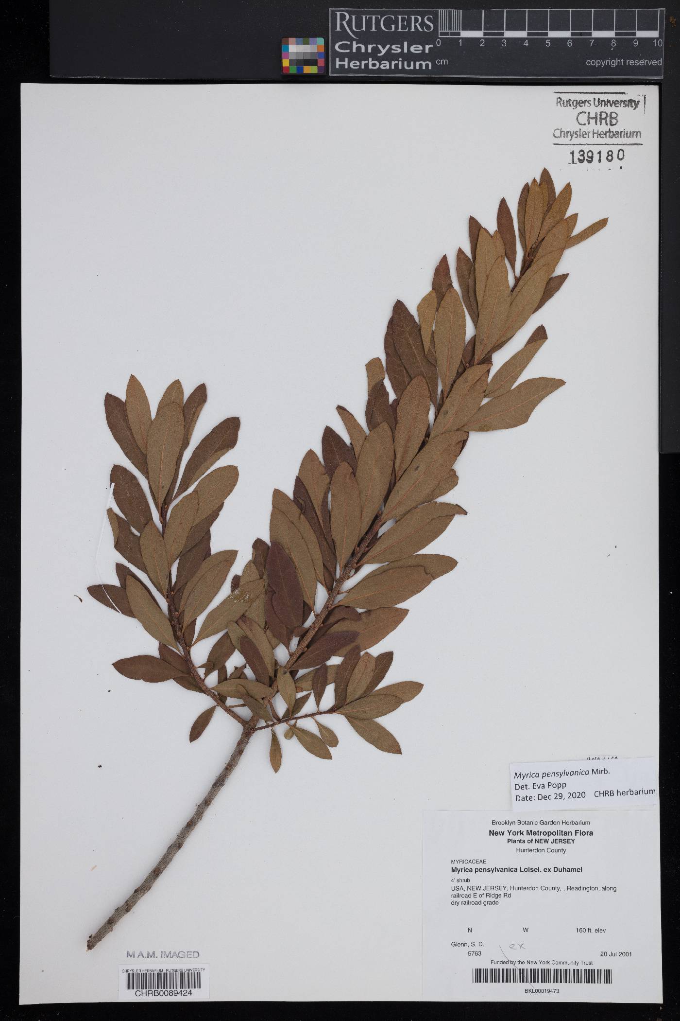 Myrica pensylvanica image