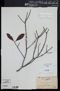 Myrica pensylvanica image