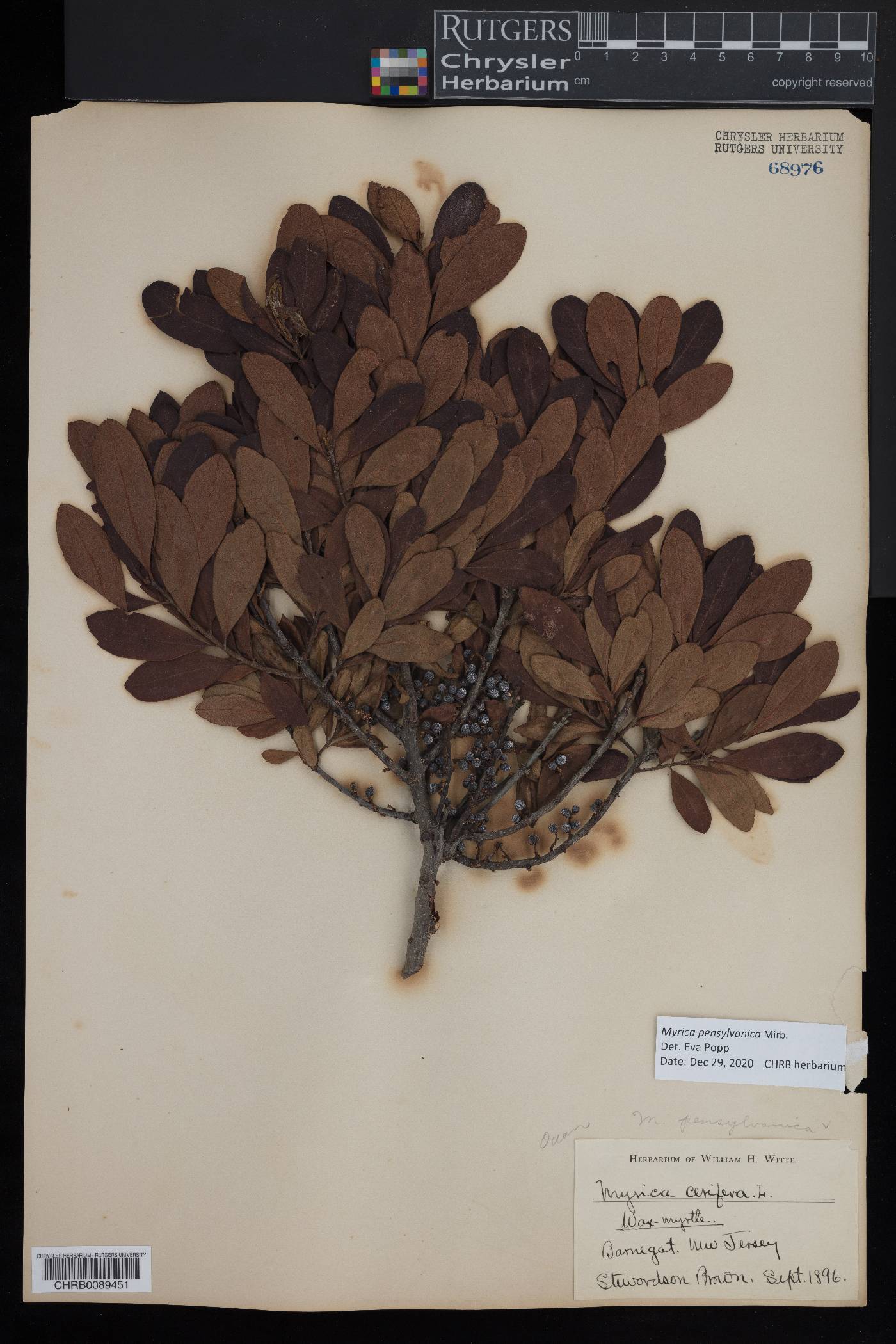 Myrica pensylvanica image