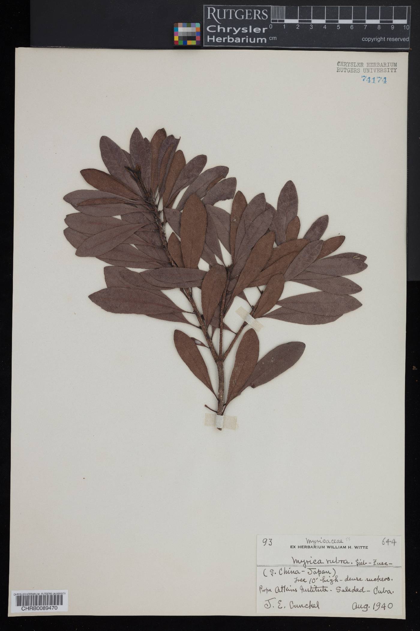 Myrica rubra image