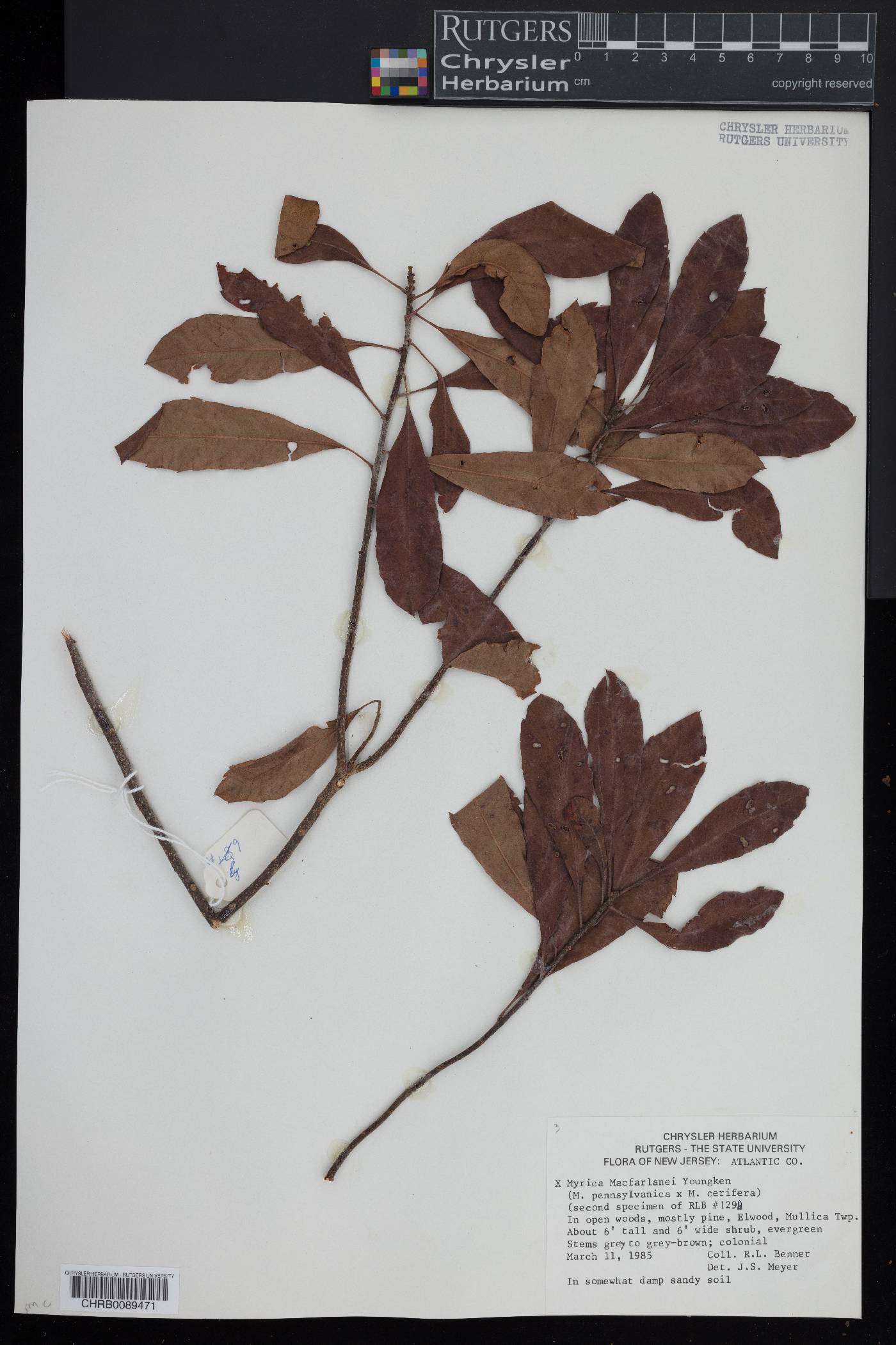 Myrica x macfarlanei image