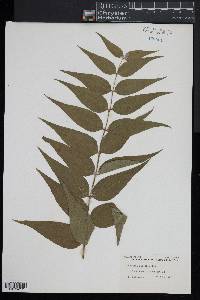 Coriaria japonica image