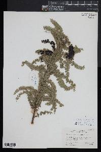 Coriaria ruscifolia subsp. microphylla image