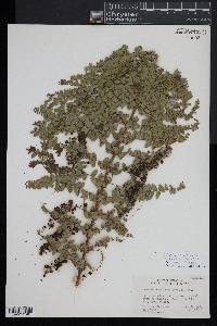 Coriaria ruscifolia subsp. microphylla image