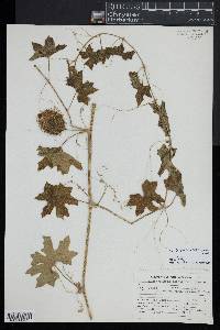 Marah macrocarpa image