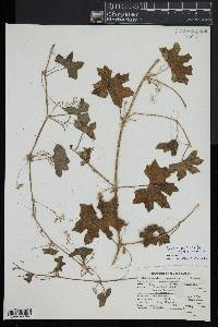 Marah macrocarpa image