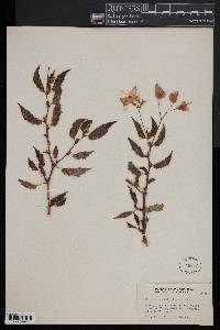 Image of Begonia acutifolia