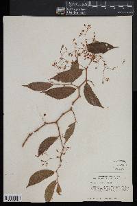 Begonia glabra image