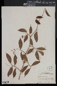 Begonia glabra image