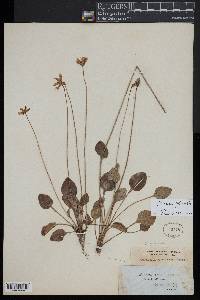 Parnassia glauca image