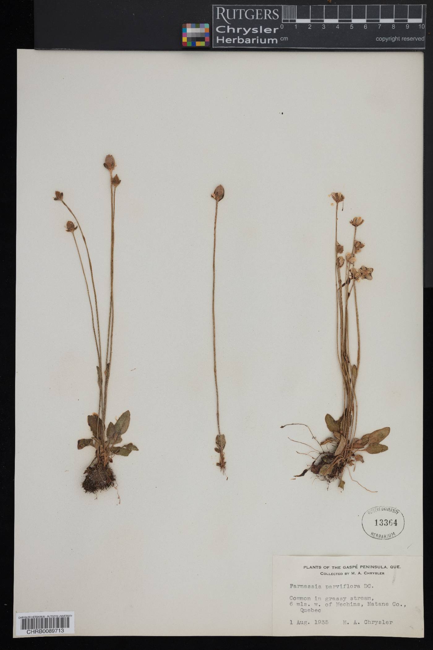 Parnassia palustris var. parviflora image