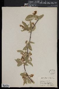 Celastrus scandens image