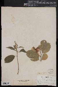 Celastrus scandens image