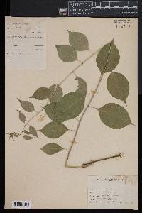 Celastrus scandens image