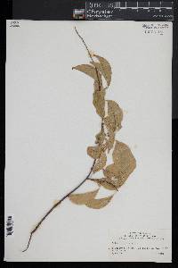 Celastrus scandens image