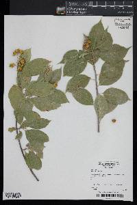 Celastrus scandens image