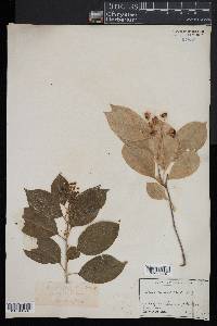 Celastrus scandens image