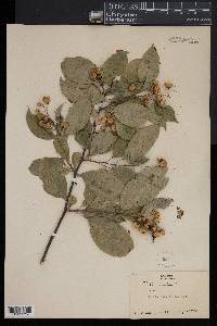 Celastrus scandens image