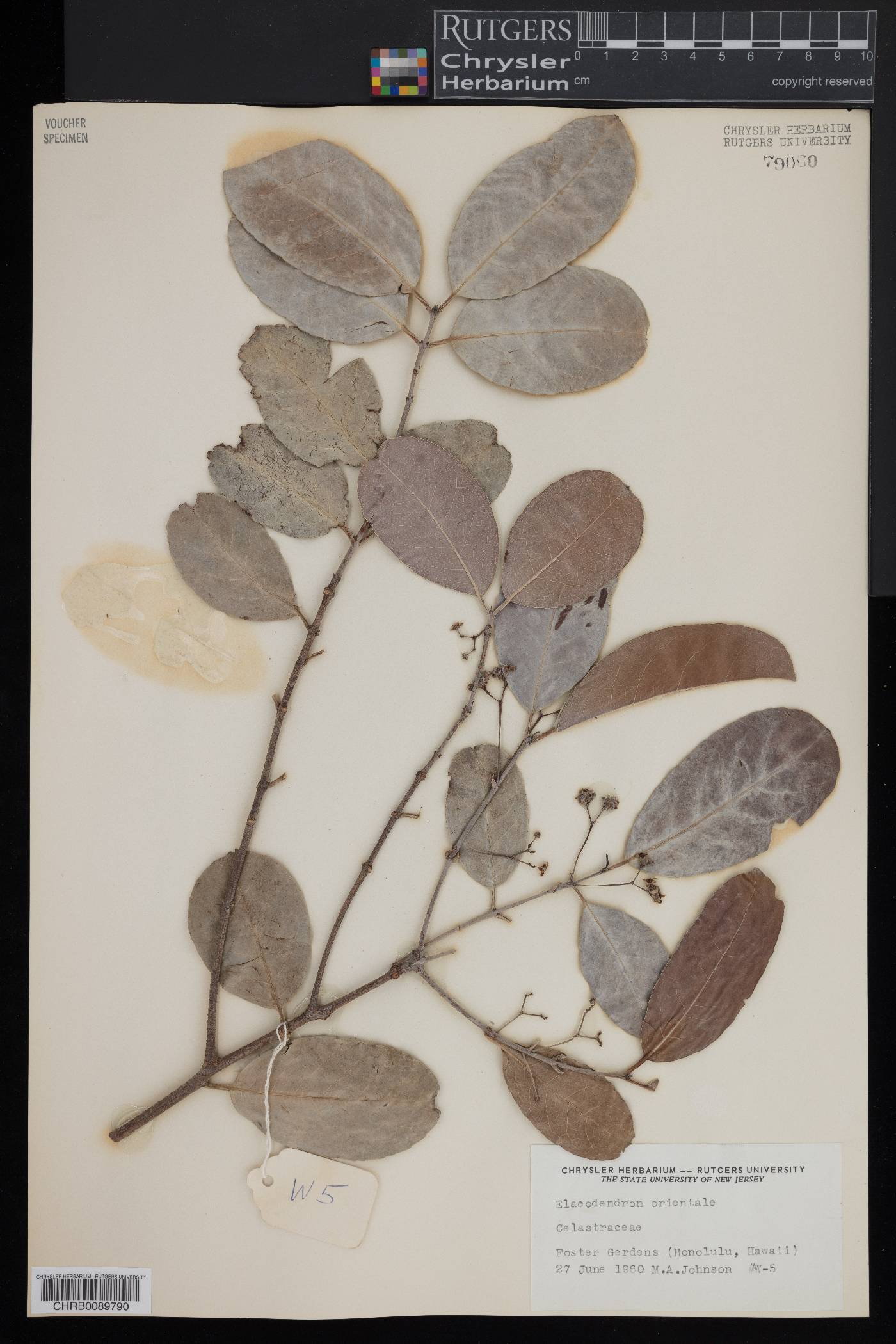 Elaeodendron image