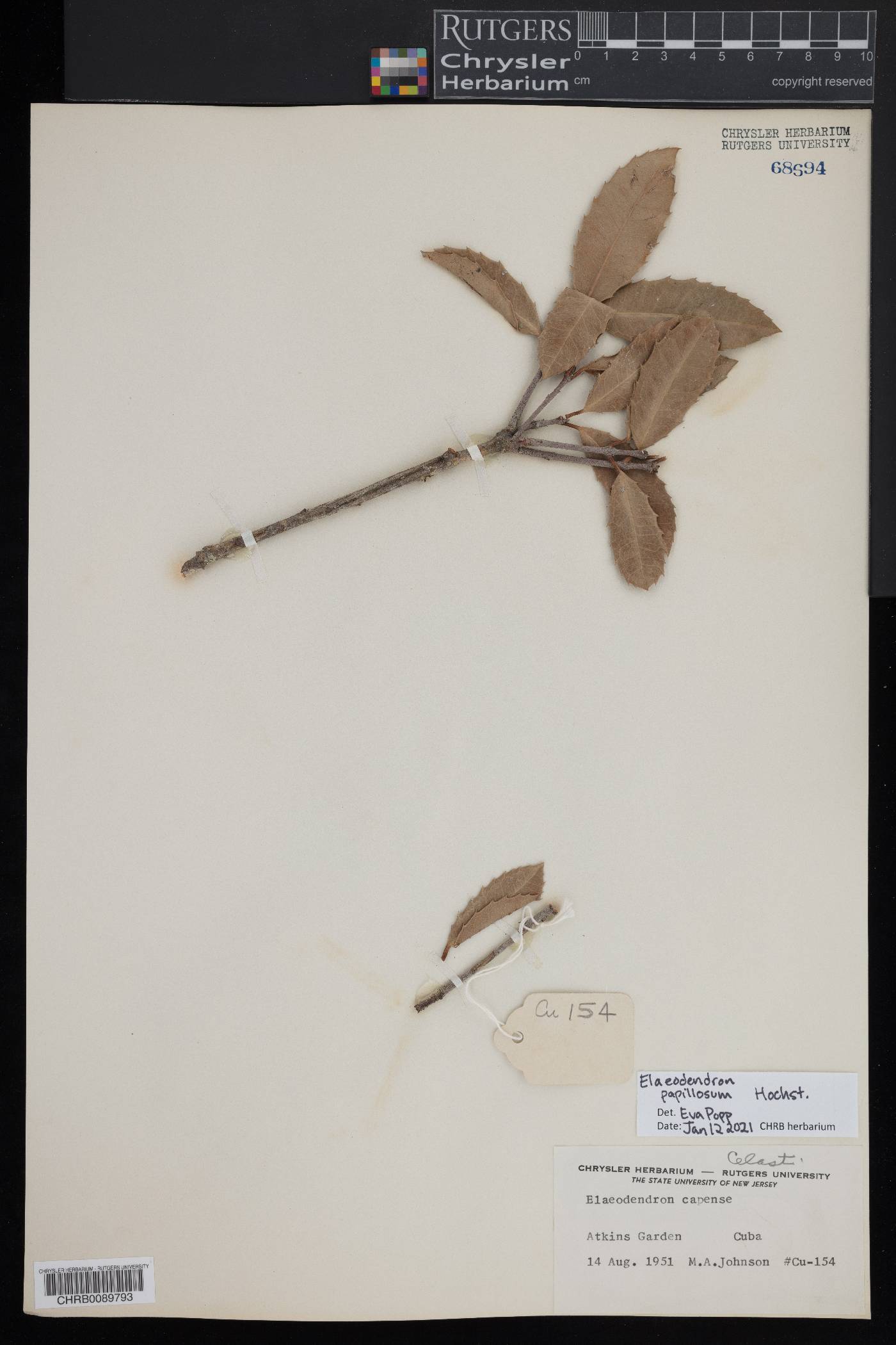 Elaeodendron croceum image