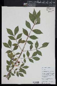 Euonymus alatus image