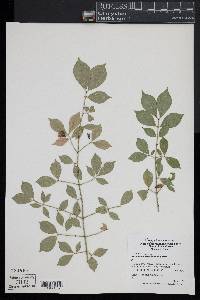 Euonymus alatus image