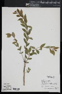 Euonymus alatus image