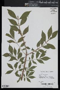 Euonymus alatus image