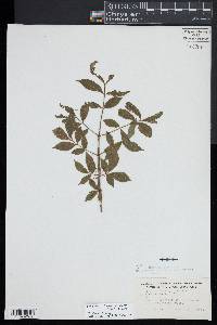 Euonymus alatus image