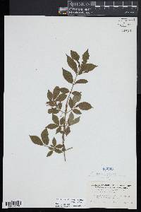 Euonymus alatus image