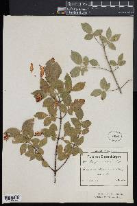 Euonymus verrucosus image