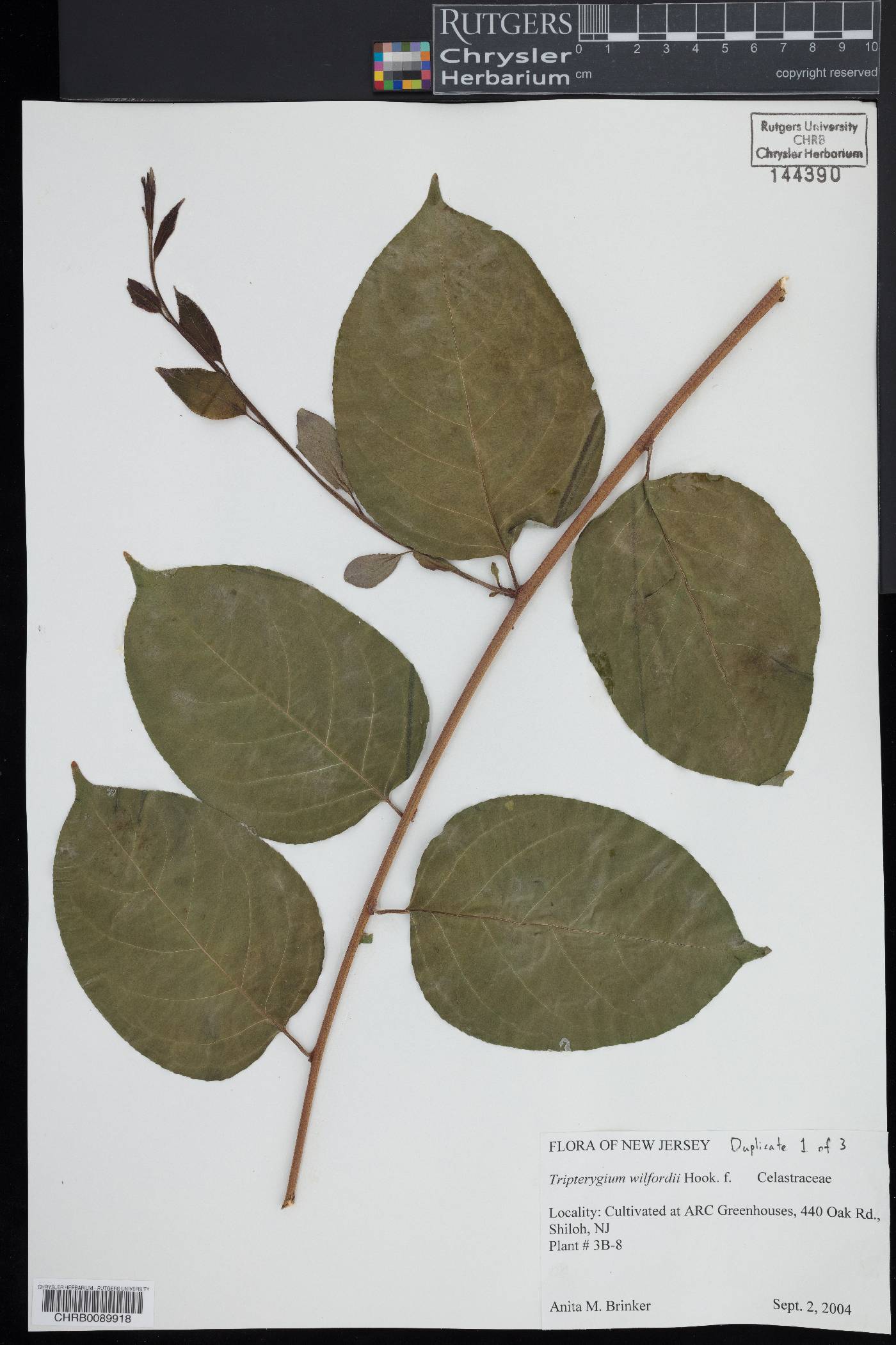 Tripterygium wilfordii image