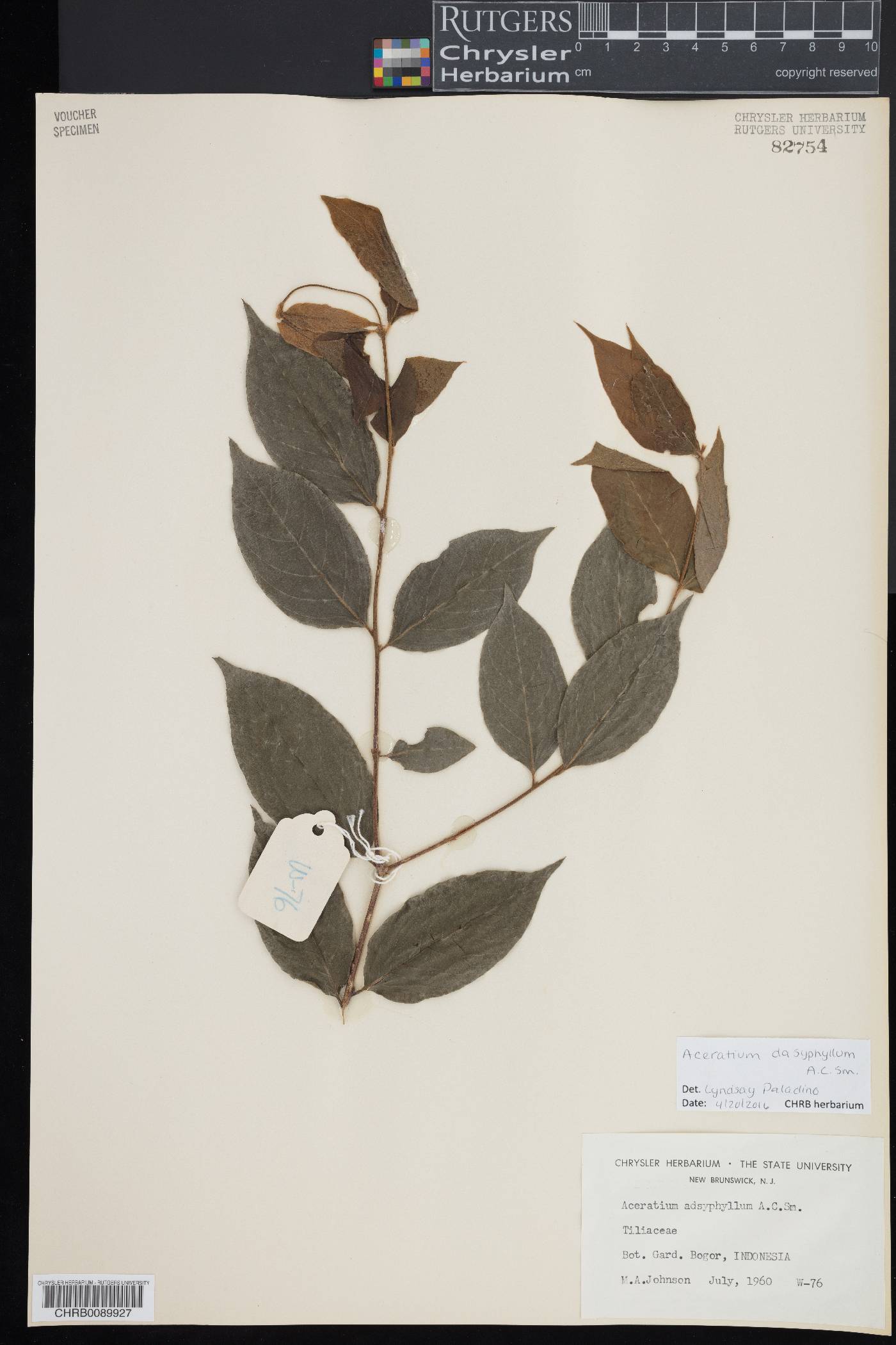 Aceratium dasyphyllum image