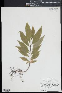 Image of Elaeocarpus carolinensis