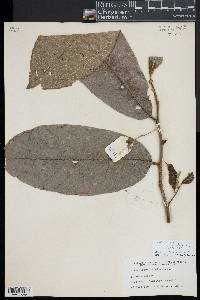 Image of Elaeocarpus floridanus