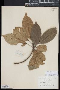 Image of Elaeocarpus petiolatus