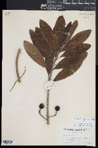 Elaeocarpus serratus image