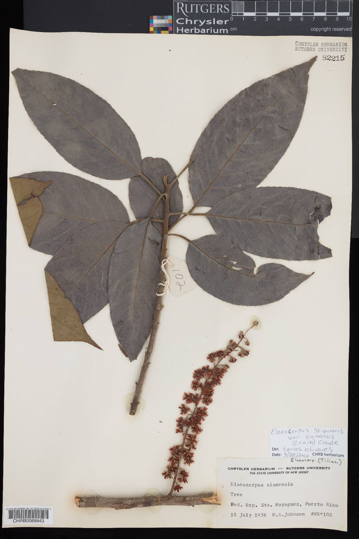 Elaeocarpus stipularis image