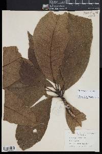 Image of Elaeocarpus treubii