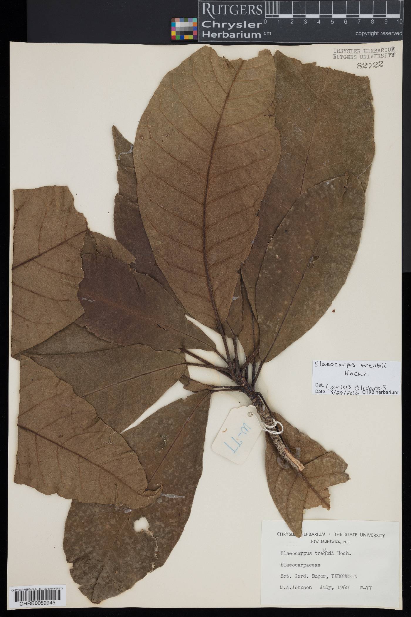 Elaeocarpus treubii image