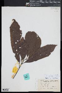 Image of Sloanea trichosticha