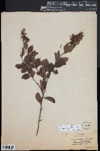 Spiraea alba var. latifolia image