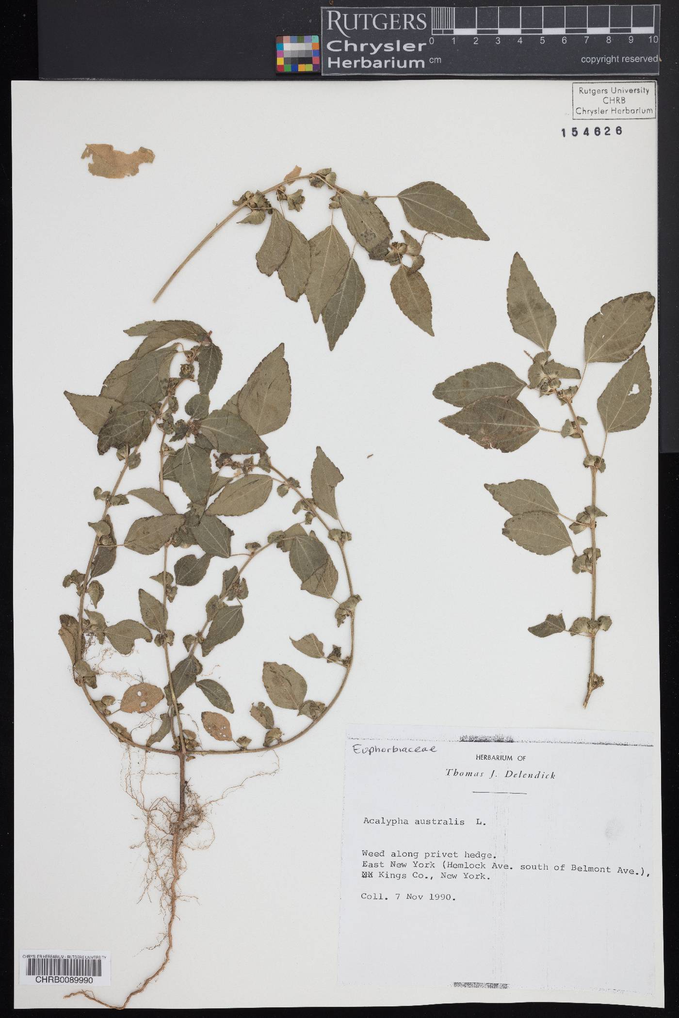 Acalypha australis image