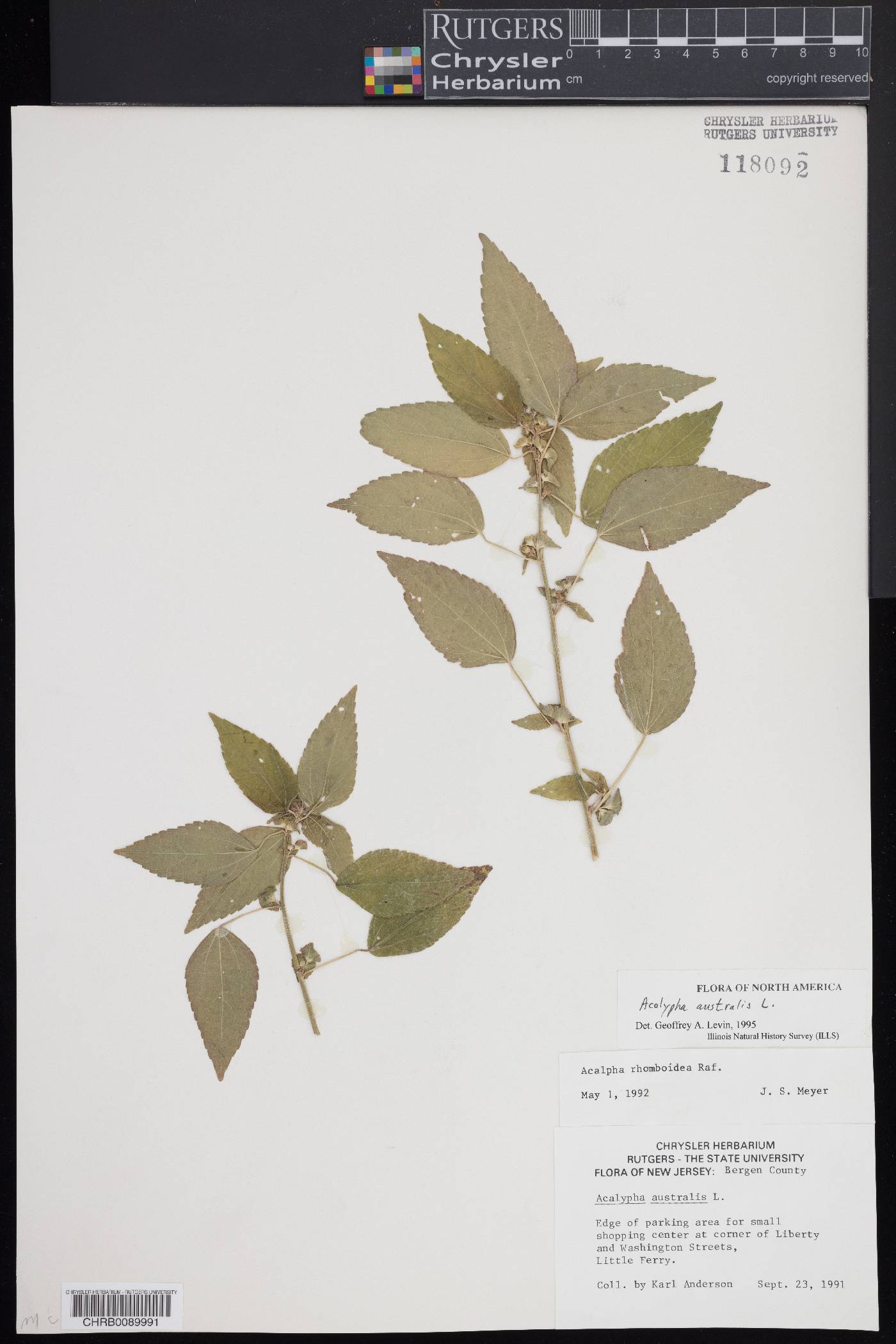 Acalypha australis image