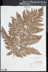 Dryopteris dilatata image