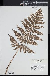 Dryopteris dilatata image