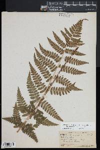 Dryopteris x dowellii image