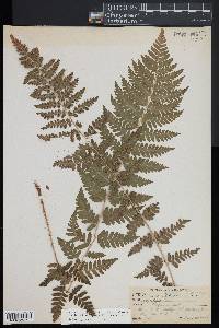 Dryopteris x dowellii image