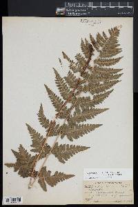 Dryopteris x dowellii image
