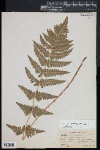 Dryopteris x dowellii image